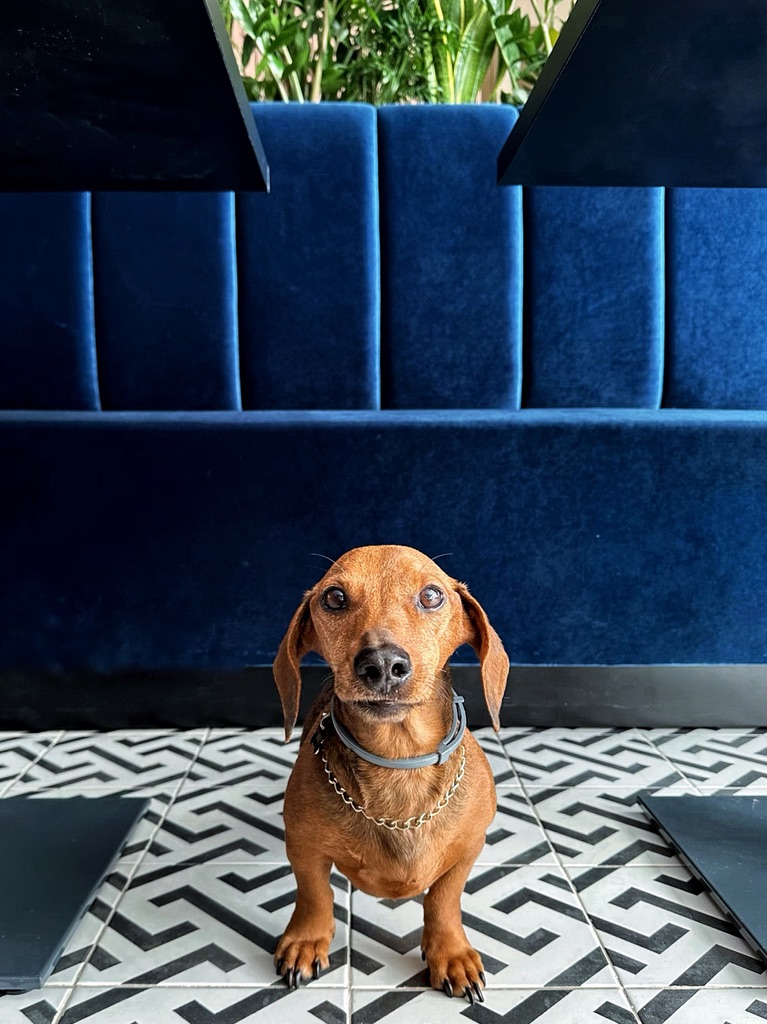 Kohima listado como espaço pet friendly na DogAllowed